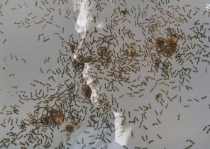تولد اولین مورچه‌های تراریخته در آمریکا