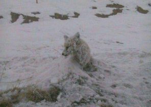 روباهی که در آذربایجان غربی یخ زد +عکس