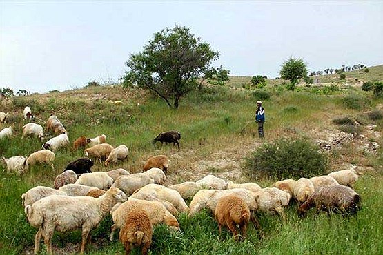 سود سرشار یک پرسپولیسی از ۷ هزار گوسفندش