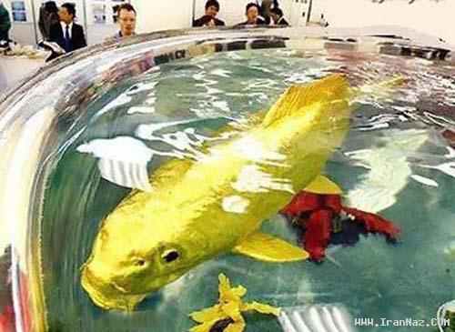ماهی طلایی در تایوان یافت شد