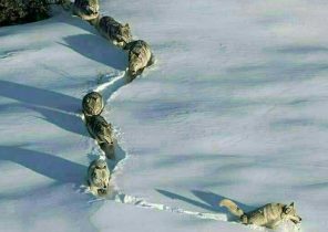 عکس/ تصویری زیبا از گله گرگ‌ها در برف