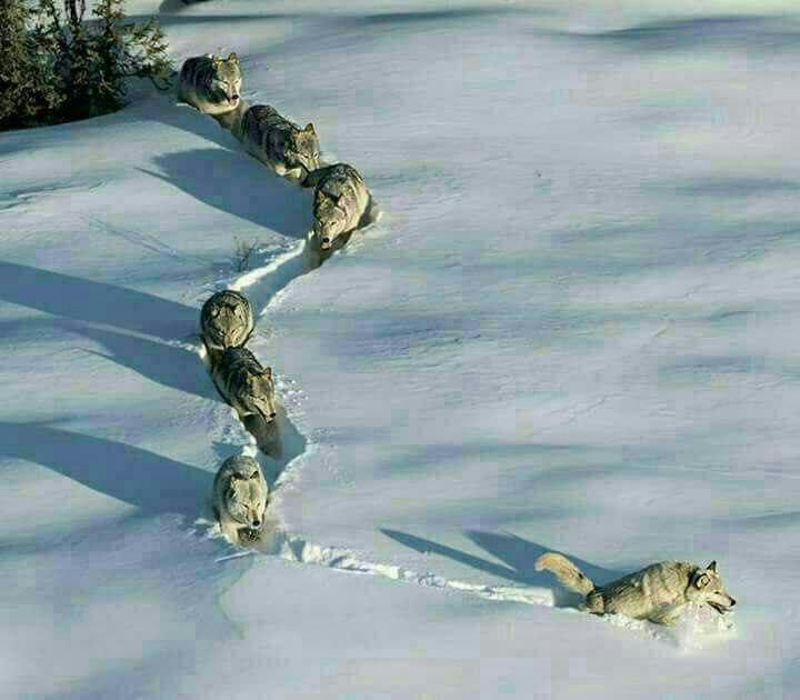 عکس/ تصویری زیبا از گله گرگ‌ها در برف