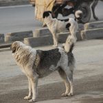 سناریو زوزه هایی که مسئولین نمی شنوند!/چهارمین حمله سگ های ولگرد به شهروندان کرج