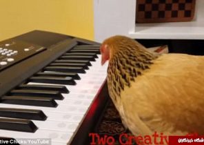 مرغ پیانیست +تصاویر و فیلم