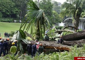 سقوط مرگبار درخت ۲۷۰ ساله در سنگاپور + تصاویر
