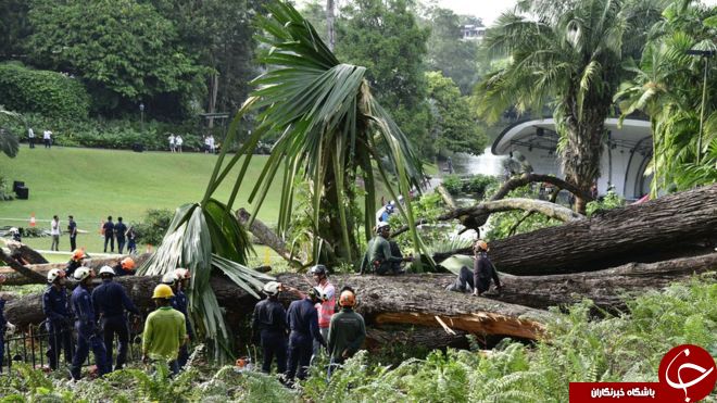 سقوط مرگبار درخت ۲۷۰ ساله در سنگاپور + تصاویر