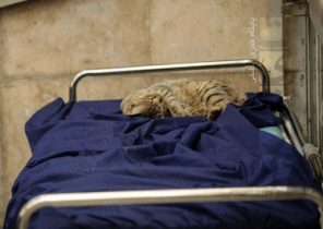 صحنه عجیب لمیدن گربه روی برانکارد درمانگاه یک بیمارستان دولتی در کرج+ تصاویر