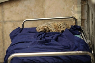 صحنه عجیب لمیدن گربه روی برانکارد درمانگاه یک بیمارستان دولتی در کرج+ تصاویر