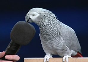 طوطی سخنگویی که صدای حیوانات را تقلید می‌کند + فیلم