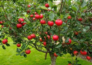 باغ سیب مهرشهر کرج «ثبت ملی» شد