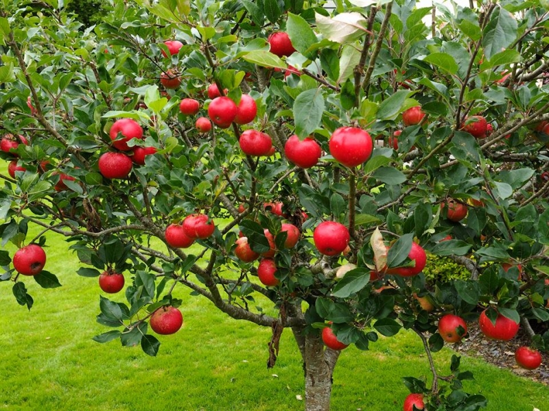 باغ سیب مهرشهر کرج «ثبت ملی» شد