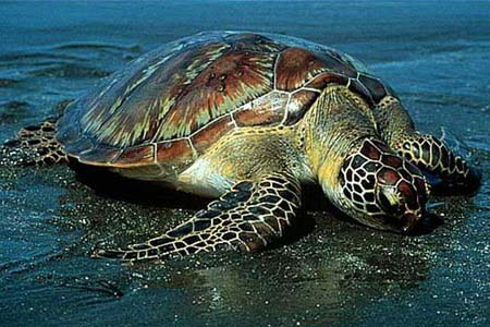   لاک پشت های خلیج فارس در معرض انقراض/ جریمه چند ده هزار تومانی برای حفاظت از تخم لاک پشت