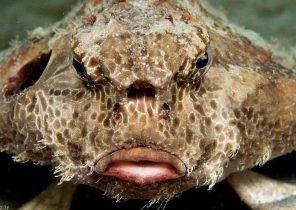 تصاویر دیدنی از زشت ترین و عجیب ترین ماهی های دنیا