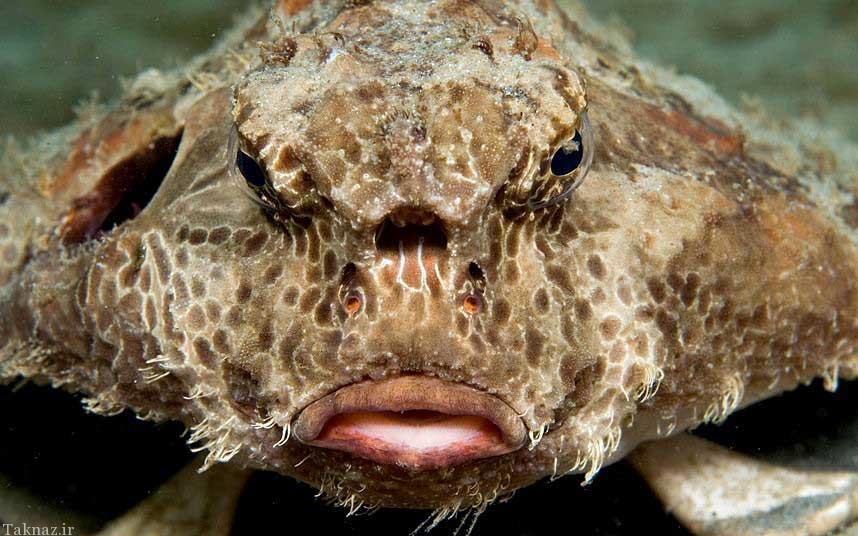 تصاویر دیدنی از زشت ترین و عجیب ترین ماهی های دنیا
