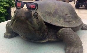 لاک‌پشت مقدسی که دانشجویان بهترین دانشگاه‌ها برایش نذر می‌کنند + تصاویر و فیلم