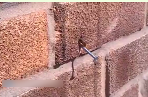 تلاش زیبای زنبور برای خارج کردن میخ از دیوار
