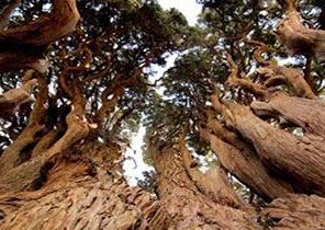 قدیمی‌ترین درخت جهان کجاست؟ +تصاویر