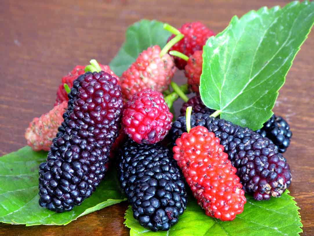 با این میوه های تابستانه خود را لاغر کنید