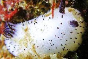 خرگوش دریایی عجیب ترین موجود دنیا (عکس)