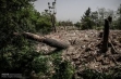 محکومیت یک متهم به کاشت ۶۰۰ اصله درخت در کرج