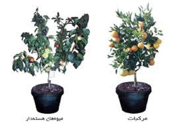 درختی با شش میوه مختلف + تصاویر