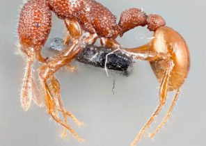 عجیب ترین مورچه جهان با ظاهری شبیه دایناسور+تصاویر