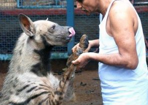 خانواده هندی که صد‌ها حیوان وحشی یتیم را نجات دادند+تصاویر