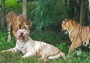 مرگ گونه‌ای نادر از ببر سفید بر اثر حمله بنگال‌های وحشی + فیلم