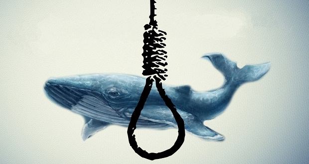 با مرگ فالوور جمع می‌کنند/نهنگ یا نیسان آبی؟!