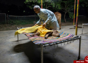 زندگی عجیب مرد هندی با یک گاو در زیر یک سقف!+ تصاویر