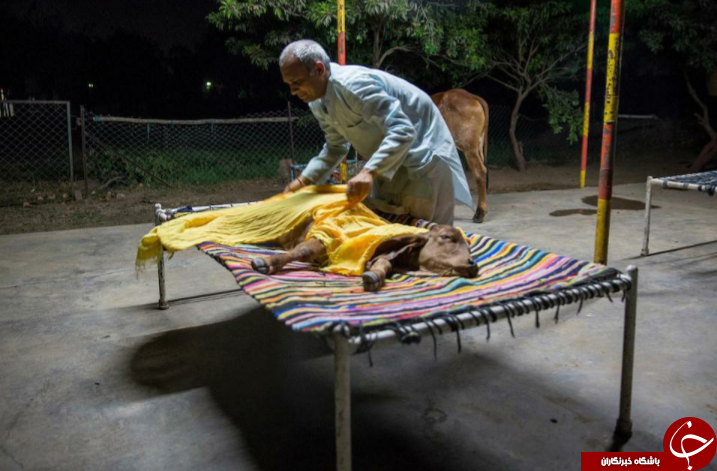 زندگی عجیب مرد هندی با یک گاو در زیر یک سقف!+ تصاویر