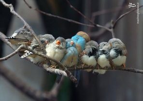 عکس/ دورهمی پرندگان در سرما