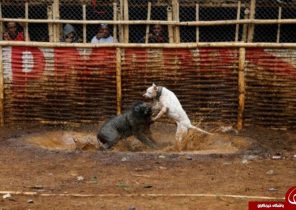 رسم وحشیانه جنگ سگ و گراز در اندونزی + تصاویر