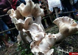 کشف یک قارچ بزرگ با شکلی عجیب در چین + تصاویر
