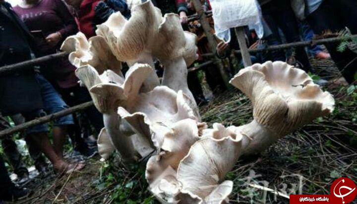کشف یک قارچ بزرگ با شکلی عجیب در چین + تصاویر