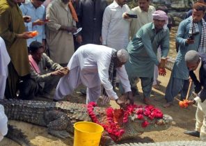 جشن بزرگ و وحشتناک «تمساح ها» در پاکستان+ تصاویر