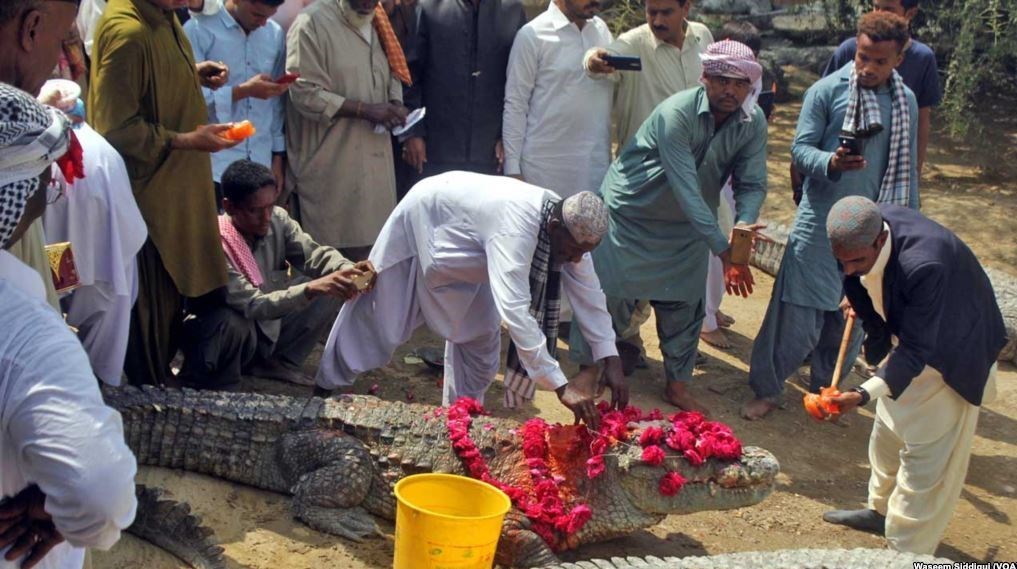 جشن بزرگ و وحشتناک «تمساح ها» در پاکستان+ تصاویر