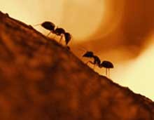 دانستنی های جالب و حیرت انگیز در مورد خلقت مورچه