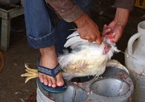 وقتی هشدار شیوع بیماری آنفولانزای فوق حاد پرندگان هم مانع فروش مرغ زنده و جوجه های رنگی در کرج نمی شود