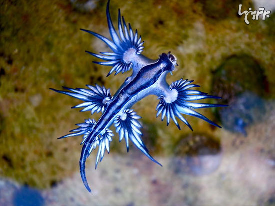 موجودات عجیب دریایی که گویا از سیاره‌ای دیگر به زمین آمده‌اند!+تصاویر