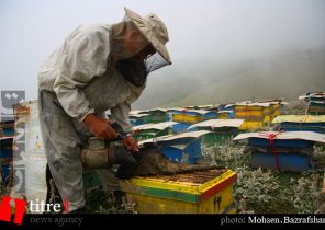 ظرفیت بالای البرز در صنعت زنبورداری که مغفول مانده است/ مهاجرپذیری آسیبی برای زنبورداری استان/ قابلیت خوب عسل تولیدی استان برای صادرات