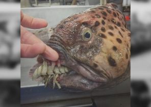 شهرت یک ماهیگیر روسی با انتشار تصاویر موجودات عجیب و ترسناک دریایی + عکس و فیلم