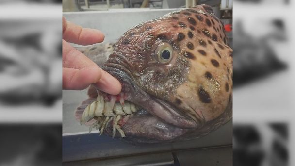 شهرت یک ماهیگیر روسی با انتشار تصاویر موجودات عجیب و ترسناک دریایی + عکس و فیلم