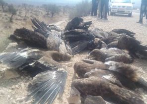شکارچیانی که قربانی شکارچی دیگری شدند/ مقصر مرگ عقاب‌ها کیست؛ مردم یا مسئولان؟