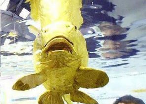 ماهی شگفت‌انگیز با بدنی از جنس طلای ۲۴ عیار+عکس