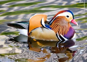 عکس/ زیباترین اردک جهان