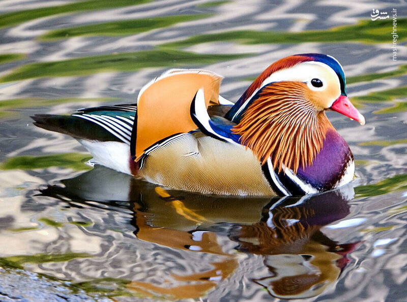 عکس/ زیباترین اردک جهان