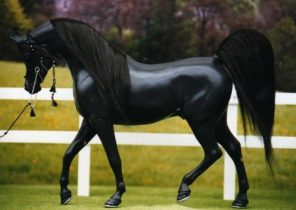 ۱۰ واقعیت جالب درباره اسب‌ها که نمی‌دانستید! + تصاویر