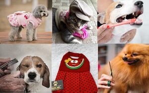 رونق خدمات لاکچری برای حیوانات خانگی نوکیسه‌های تهرانی/ از «لباس ولنتاین» و ساقدوش برای سگ تا «حمام لاکچری» و آرایش ویژه برای گربه! +عکس