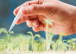 کتاب “۴۰ فناوری در حال توسعه” پژوهشگاه بیوتکنولوژی کشاورزی در کرج رونمایی شد/ تکنولوژی هاپلوئیدی، کشور را از واردات بذر بی نیاز می کند